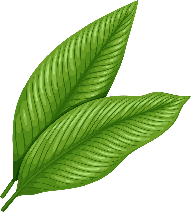 Turmeric Leaves